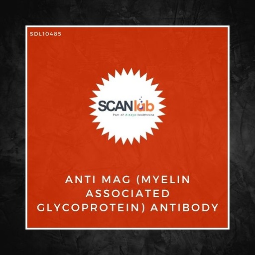 [SDL10485] ANTI MAG (MYELIN ASSOCIATED GLYCOPROTEIN) ANTIBODY (SDL10485)
