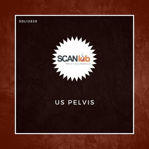[SDL12828] US PELVIS (SDL12828)